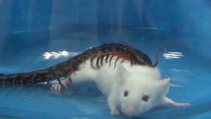 Rợn người clip rết phóng nọc độc, giết chết chuột trong 30 giây