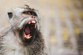 Khỉ nuôi cắn nát tay người phụ nữ