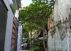 Nam thanh niên treo cổ trên cây trứng cá ở Đà Nẵng