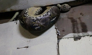 Trăn khổng lồ ăn thịt kỳ đà trên trần nhà dân ở Thái Lan