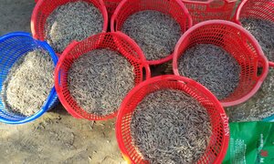 Gần 1 triệu con tôm chết bất thường ở Quảng Nam