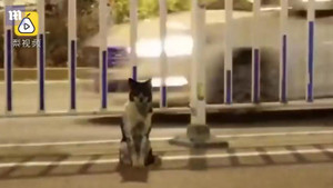 Video: Cảm động chú chó trung thành ngồi đợi tại nơi chủ chết suốt 80 ngày