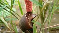 Clip: Cận cảnh ốc bươu vàng đẻ trứng khiến người xem nổi da gà