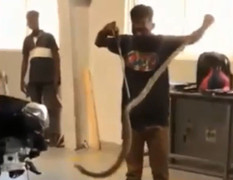 Rắn hổ mang gần 2 mét trốn trong khoang động cơ ô tô