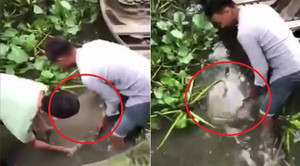 Clip: Kỳ lạ tảng đá 38,5 kg nổi trên mặt nước ở Sóc Trăng