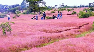 Video: Chiêm ngưỡng đồi cỏ hồng bạt ngàn, đẹp huyền ảo ở Tây Nguyên