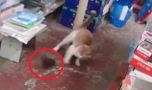 Clip: Chuột hung hăng rượt mèo chạy té khói