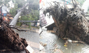 Cây sao trăm tuổi ở Cần Thơ bật gốc, chắn ngang đường sau giông lốc