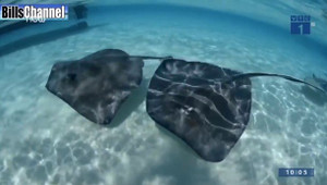 Đang bơi ở biển bị cá đuối điện tấn công thiệt mạng?