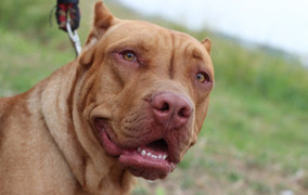 Kinh hoàng chó nhà nửa đêm trèo vào cũi cắn chết bé gái 5 ngày tuổi ở Mỹ