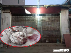 Chó Pitbull 30kg điên cuồng lao vào cắn chủ nhà và hàng xóm: Lời kể hãi hùng của nhân chứng