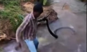Video: ‘Thầy rắn’ Ấn Độ tay không giải cứu hổ mang chúa khổng lồ