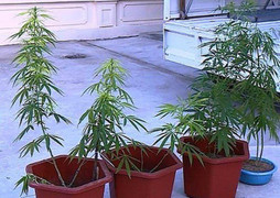 Bắt 'con nghiện' trồng cần sa tại nhà để sử dụng