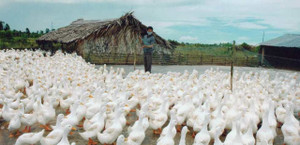 Trứng vịt chuẩn VietGap đầu tiên của Việt Nam có gì đặc biệt?