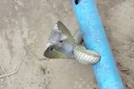 Rắn hổ mang dài 1,2 mét mắc kẹt trong ống sắt