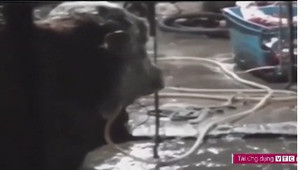Clip: Kinh hãi gian thương bơm nước vào mũi bò suốt 12 giờ để tăng trọng lượng