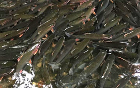 Kỳ bí suối nước trong vắt, cá lúc nhúc giữa rừng thẳm Sơn La