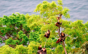 Đà Nẵng bàn giao voọc chà vá chân nâu cho Thảo Cầm Viên Sài Gòn