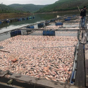 Hơn 50 tấn cá chết sau một đêm ở Quảng Nam