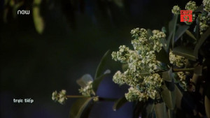 Mùi hoa sữa nồng nặc có hại cho sức khỏe thế nào?