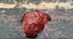 Clip: Búi giun khổng lồ lúc nhúc trên phố khiến dân kinh hãi