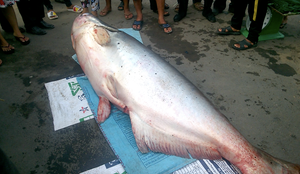 Cận cảnh cá tra dầu khủng nặng 240 kg được rao bán ở miền Tây