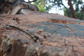 Hai cây sưa đỏ ở Bảo tàng dân tộc học Việt Nam 'không cánh mà bay'