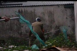 Video: Pha luồn lách như phim hành động của đội bắt chó thả rông ở Hà Nội