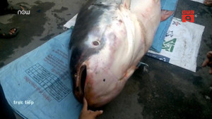 Clip: Cận cảnh 'thủy quái' 240 kg vừa được nông dân Đồng Tháp rao bán
