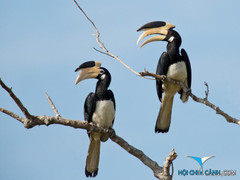 Tung ảnh thịt chim hoang dã gây phẫn nộ dân mạng: Chi cục Kiểm lâm Tây Ninh thông tin bất ngờ