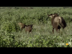 Vừa chào đời đã bị sư tử bắt, linh dương con đoàn tụ mẹ một cách khó tin