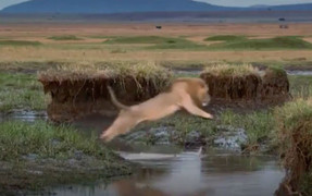 Lao vào bầy 20 con linh cẩu, sư tử suýt mất mạng