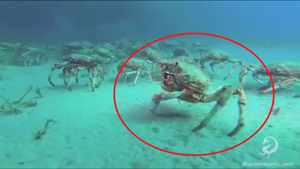 Cúi đầu trước sức sống mãnh liệt của chú cua nhện 3 chân