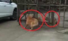 Clip: Những chú chó 'anh hùng rơm' khiến dân mạng cười nắc nẻ