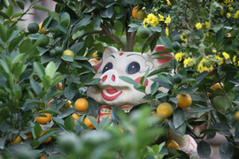 Video: Chiêm ngưỡng lợn cõng quất bonsai 10 triệu đồng sắp ra thị trường Tết