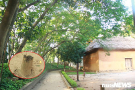 2 kẻ đi ô tô Innova trèo tường, chặt trộm hai cây sưa đỏ ở Bảo tàng dân tộc học Việt Nam