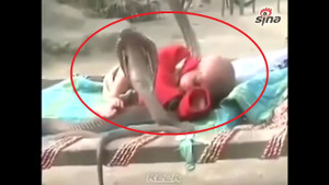 Kinh ngạc clip 4 con rắn hổ mang chúa 'trông' em bé đang ngủ