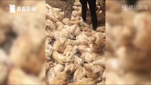 Clip: Bầy gà nằm chết la liệt do áp lực tiếng ồn từ chiếc trực thăng bay quá gần