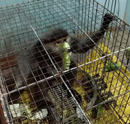 Voọc chà vá leo lên cao tốc Đà Nẵng – Quảng Ngãi