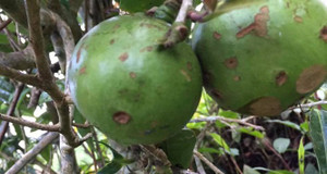 Choáng ngợp giữa ‘khu rừng báu vật’ chè hoang khổng lồ ngàn năm tuổi ở Tây Côn Lĩnh