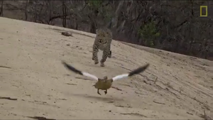 Để giải cứu đàn con, ngỗng mẹ diễn xuất như kịch sĩ, đánh lừa báo hoa mai