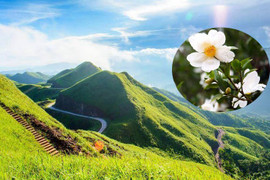 Về Bình Liêu ‘cưỡi sống khủng long’, ngắm rừng hoa Sở