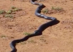 Rắn đen ngoạm đầu đồng loại rồi tìm chỗ trú an toàn để ăn thịt