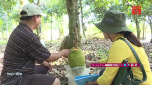 Nông dân uất nghẹn nhìn hơn 1,5 tấn mít bị phá hủy, mất cắp kỳ lạ