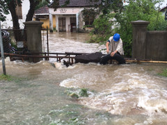 Hàng ngàn nhà dân ở Bình Định bị lũ bao vây