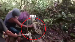 Clip: Vật lộn cứu ngư dân bị trăn khổng lồ dài 8 m siết chặt