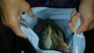 Clip: Dân Đà Nẵng nô nức xách xô ra đường bắt cá