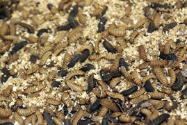 Nuôi ruồi lấy trứng, thầy giáo thu tiền tỷ