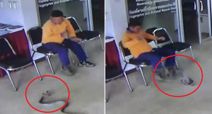 Clip: Rắn trườn vào đồn cảnh sát, chồm lên đòi cắn người và cái kết bất ngờ