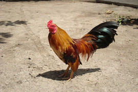 Clip: Gà nhà mổ tới tấp, ăn thịt rắn trong 1 nốt nhạc